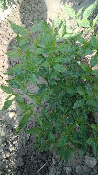 Powdery Mildew of Pepper - Capsicum & Chilli