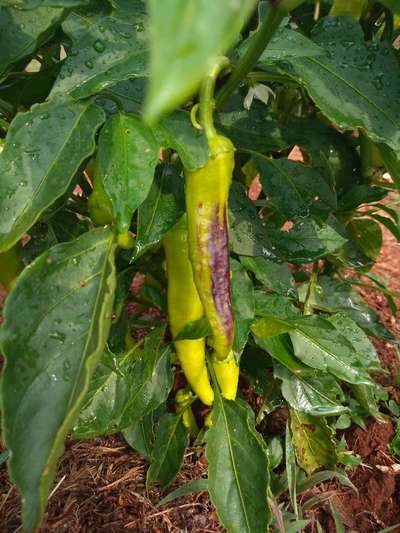 Podridão Apical - Pimentão e Pimenta