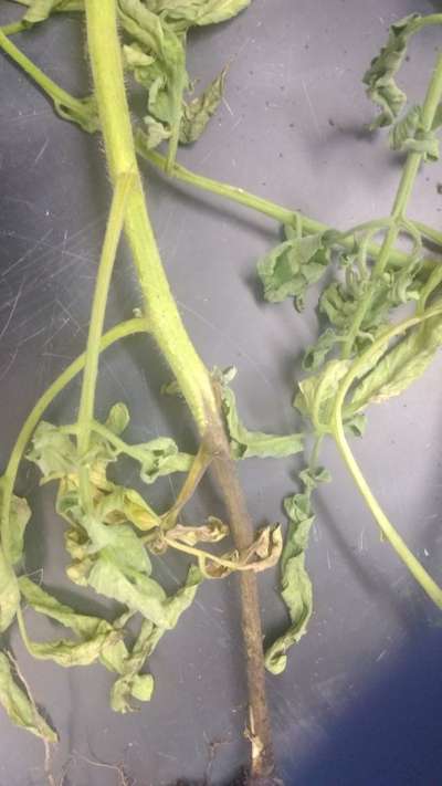 Foot and Collar Rot - Tomato