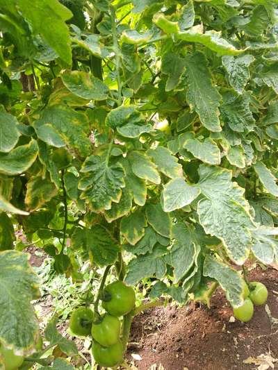 Murcha de Verticillium - Tomate