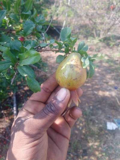 Alternaria Black Spot and Fruit Rot - Pomegranate