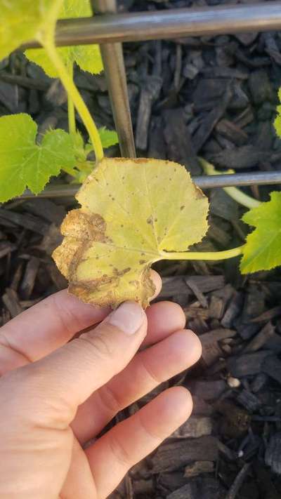 Verticillium Wilt - Zucchini