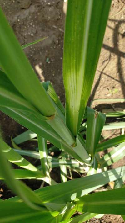 Magnesium Deficiency - Sugarcane