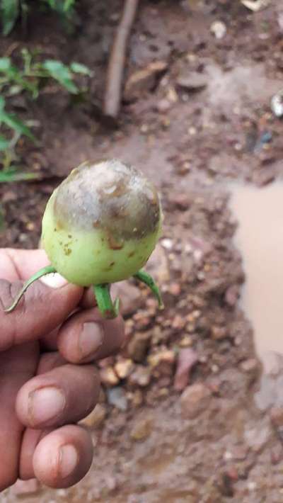 ಹೂವು ಬಿಡುವ ಕೊನೆಯಲ್ಲಿ ಕೊಳೆಯುವುದು - ಟೊಮೆಟೊ