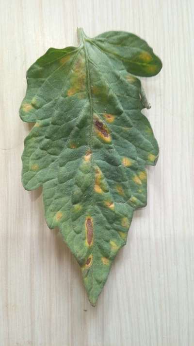 Leaf Mold of Tomato - Tomato