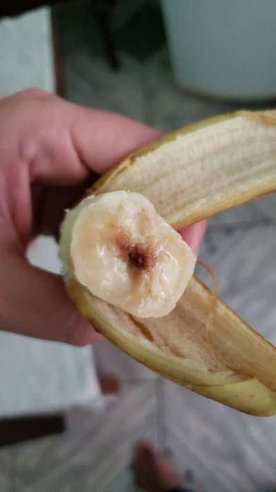 Mosca das Frutas da Manga - Banana