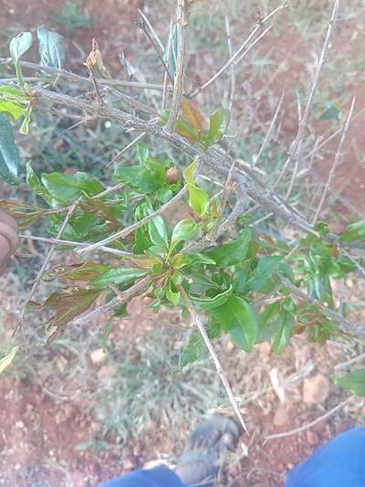 ಪಪಾಯ ಬ್ರೌನ್ ಸ್ಪಾಟ್ - ಪಪ್ಪಾಯಿ