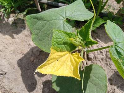 Leaf Variegation - Cucumber