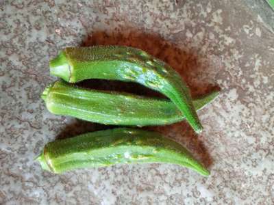 Thrips - Okra