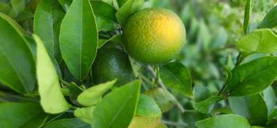 Citrus Greening Disease - Citrus