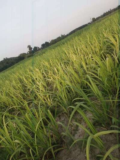 Nitrogen Deficiency - Sugarcane