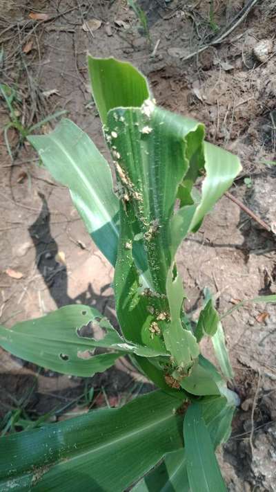 ಫಾಲ್ ಸೈನಿಕ ಹುಳು (ಫಾಲ್ ಆರ್ಮಿ ವರ್ಮ್) - ಮೆಕ್ಕೆ ಜೋಳ