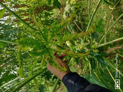 Calcium Deficiency - Papaya