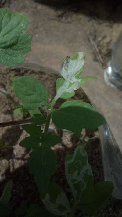 இலை சுரங்க ஈக்கள் - தக்காளி