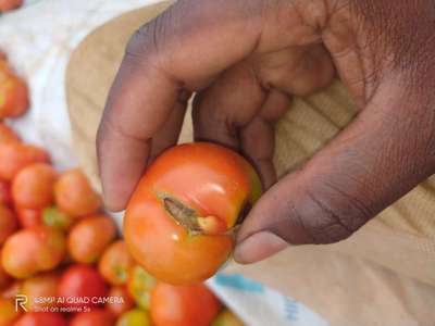 அரும்பின் அடி அழுகல் நோய் - தக்காளி