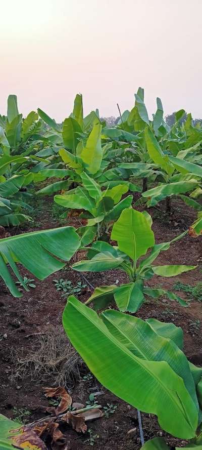 Boron Deficiency - Banana