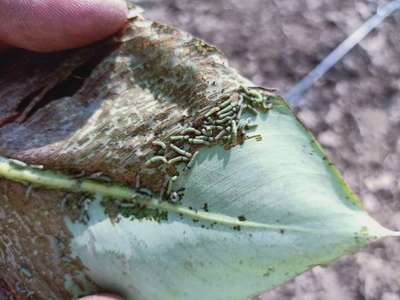 Castor Hairy Caterpillar - Banana