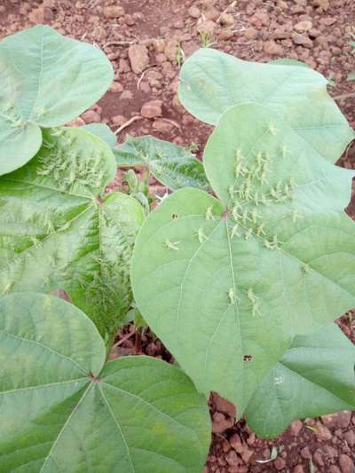 Short horned Grasshopper and Locust - Cotton