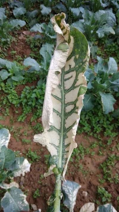 Fertilizer Burn - Cauliflower