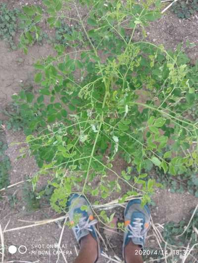 Eggplant Leaf Roller - Tomato