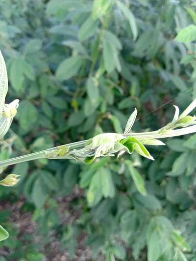 Spotted Pod Borer - Pigeon Pea & Red Gram