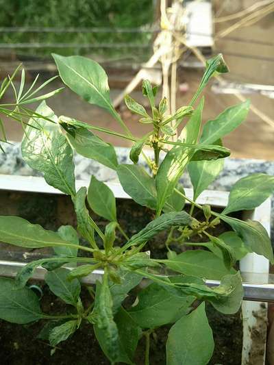 Spider Mites - Capsicum & Chilli