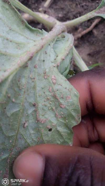 Aphids - Cabbage