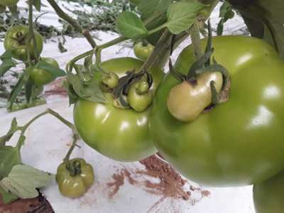 Face de Chat des Tomates - Tomates