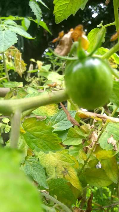 Murcha de Verticillium - Tomate