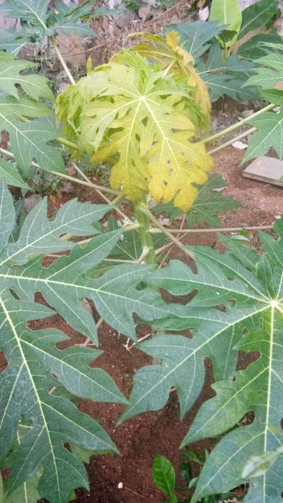 Iron Deficiency - Papaya