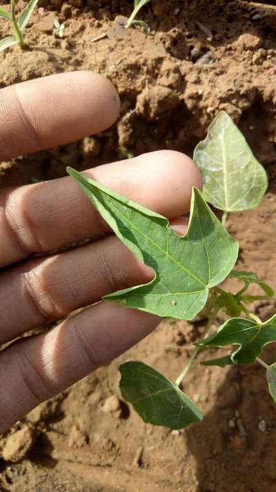 સફેદ માખીઓ - પપૈયા