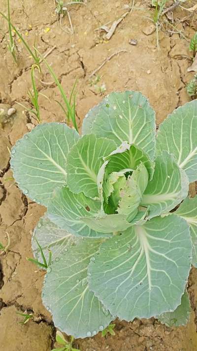 Flea Beetles - Cabbage