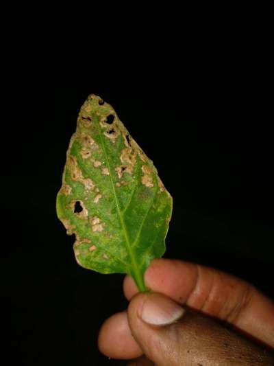 Pesticide Burn - Capsicum & Chilli