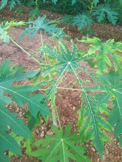 Magnesium Deficiency - Papaya