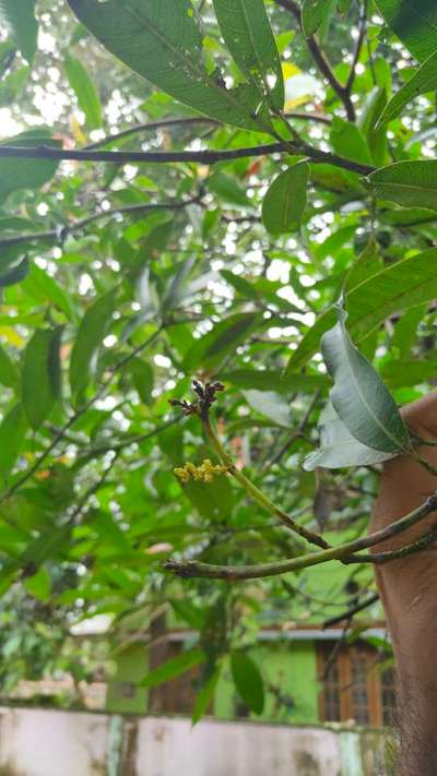 Anthracnose of Papaya and Mango - Mango