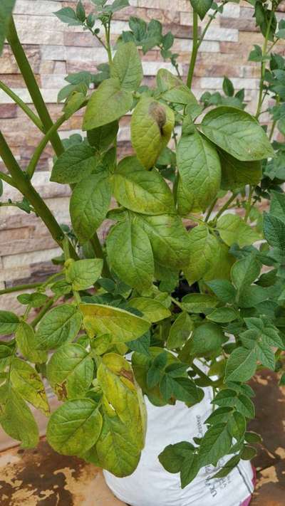 Potato Late Blight - Potato