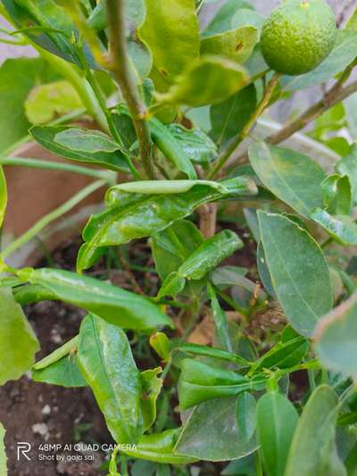 Citrus Leaf Miner - Citrus