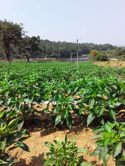 ಮೆಣಸಿನ ಬೂದಿರೋಗ - ದಪ್ಪ ಮೆಣಸಿನಕಾಯಿ & ಮೆಣಸಿನಕಾಯಿ