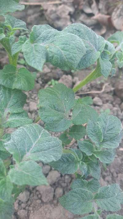 Spider Mites - Potato