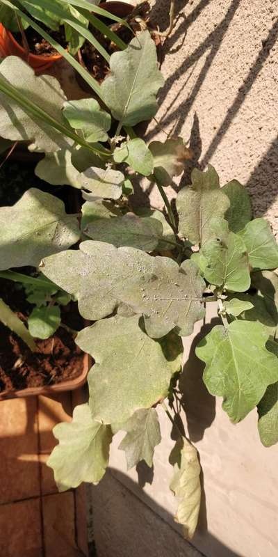 Spider Mites - Brinjal