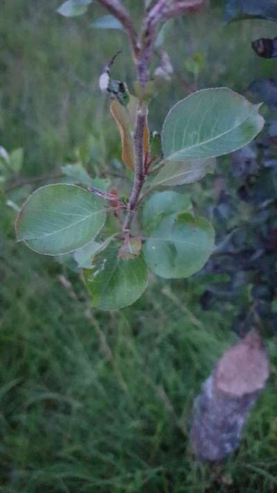 Sooty Mold - Pear