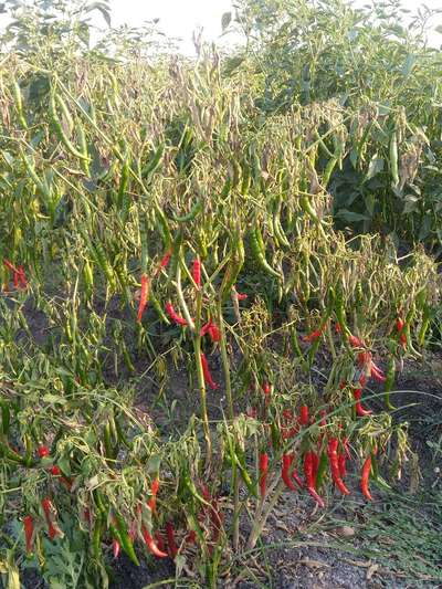 Bacterial Wilt - Capsicum & Chilli