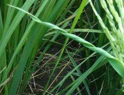 Boron Deficiency - Rice