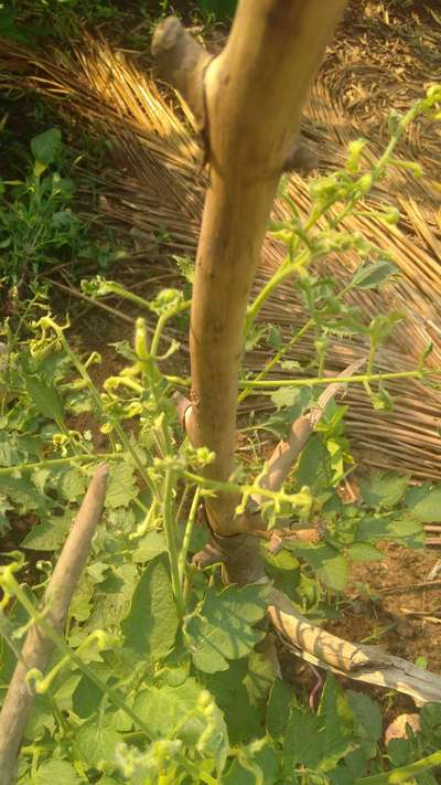 Vírus do Bronzeamento do Tomateiro / Complexo Vira-Cabeça-do- Tomateiro - Tomate