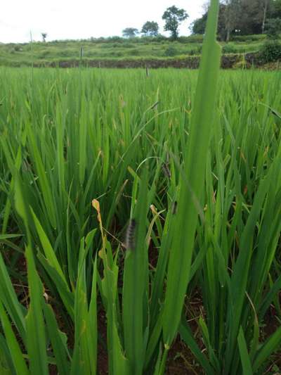 Bihar Hairy Caterpillar - Rice