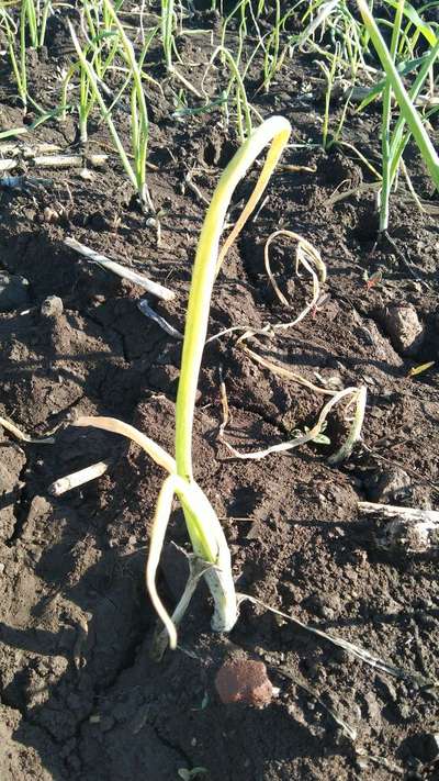 Fusarium Wilt - Onion