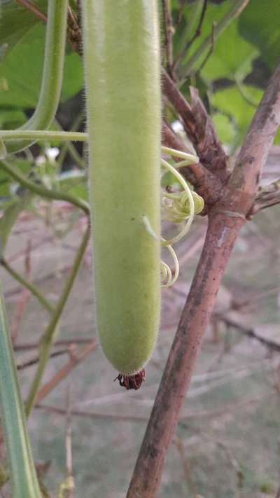 Helicoverpa Caterpillar - Cucumber