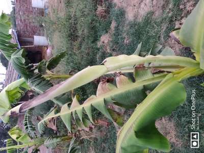 Calcium Deficiency - Banana