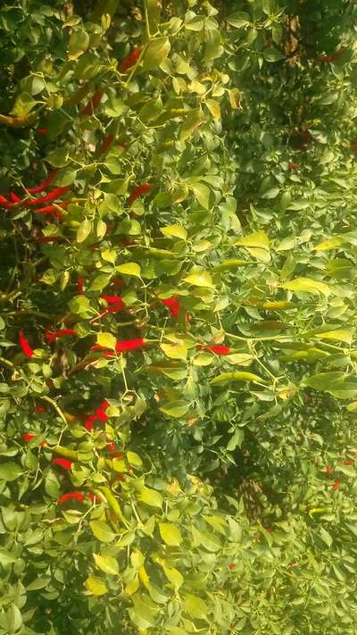 Powdery Mildew of Pepper - Capsicum & Chilli