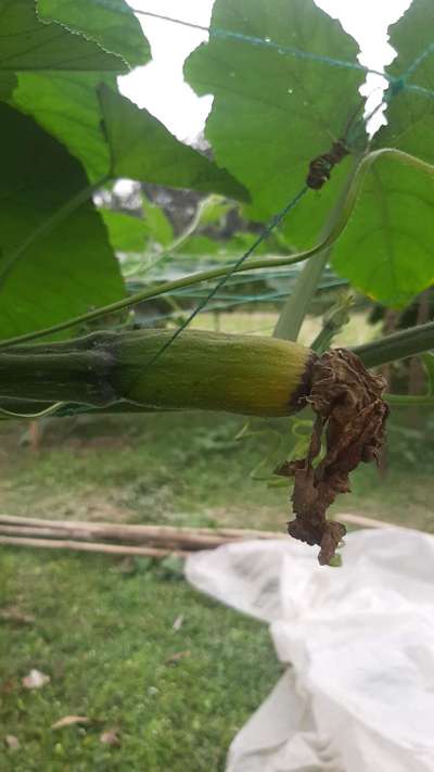টমেটোর ব্লজম-এন্ড-রট রোগ - কুমড়া